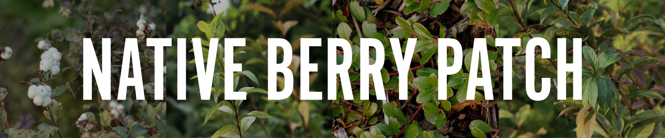 native berry patch featuring plants from our arboretum 
