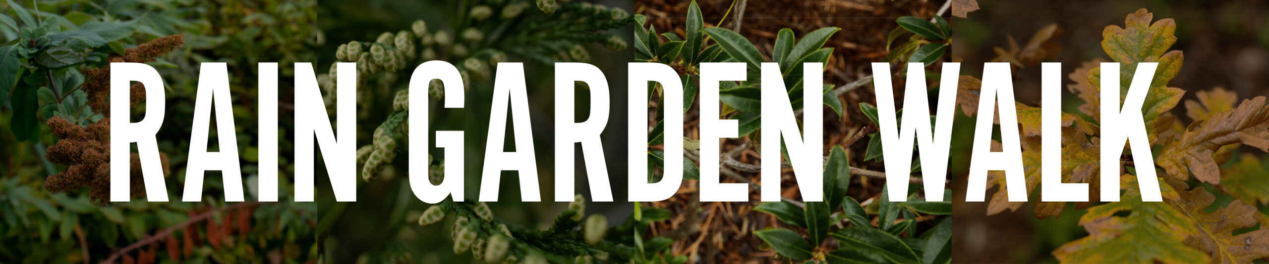 Rain Garden Walk featuring plants from the arboretum 