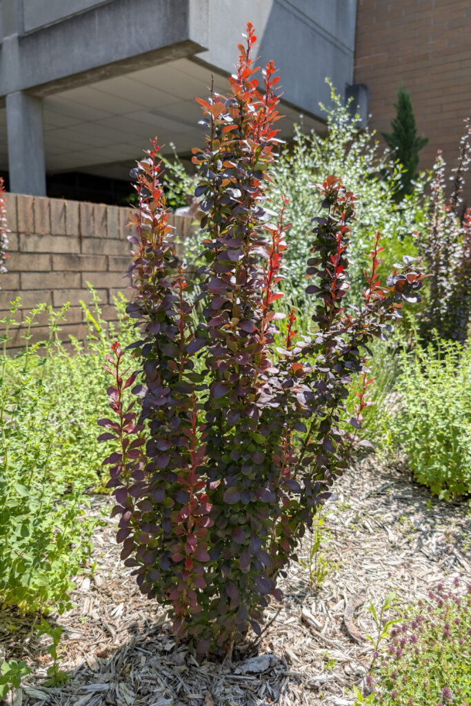 A narrow, dark reddish purple, densely-packed vertical column planted in mulch surrounded by other plants. A brick and concrete building is in the background.