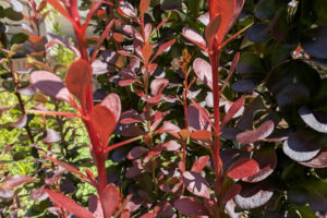 Dark reddish purple leaves with close leaf pattern.