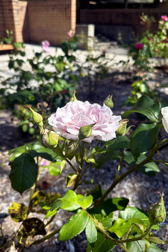 A multi-petaled pink blossom surrounded by flower buds and serrated deep green leaves and thorny stems.