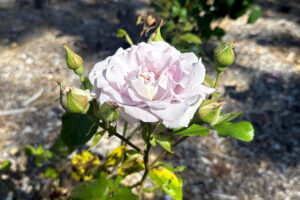 A multi-petaled pink blossom surrounded by flower buds and serrated deep green leaves and thorny stems.