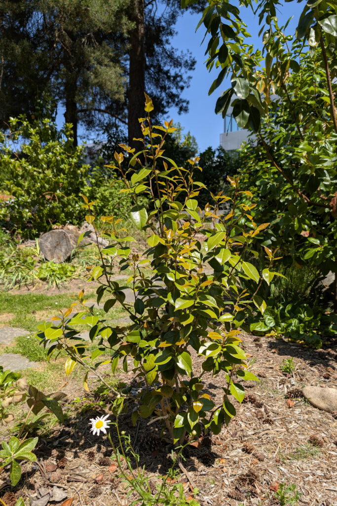 A small, upright shrub with glossy leaves planted in a bed of mulch with mature trees in the background. 