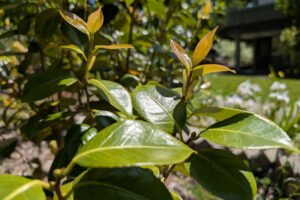 Bright green waxy leaves on a branch.