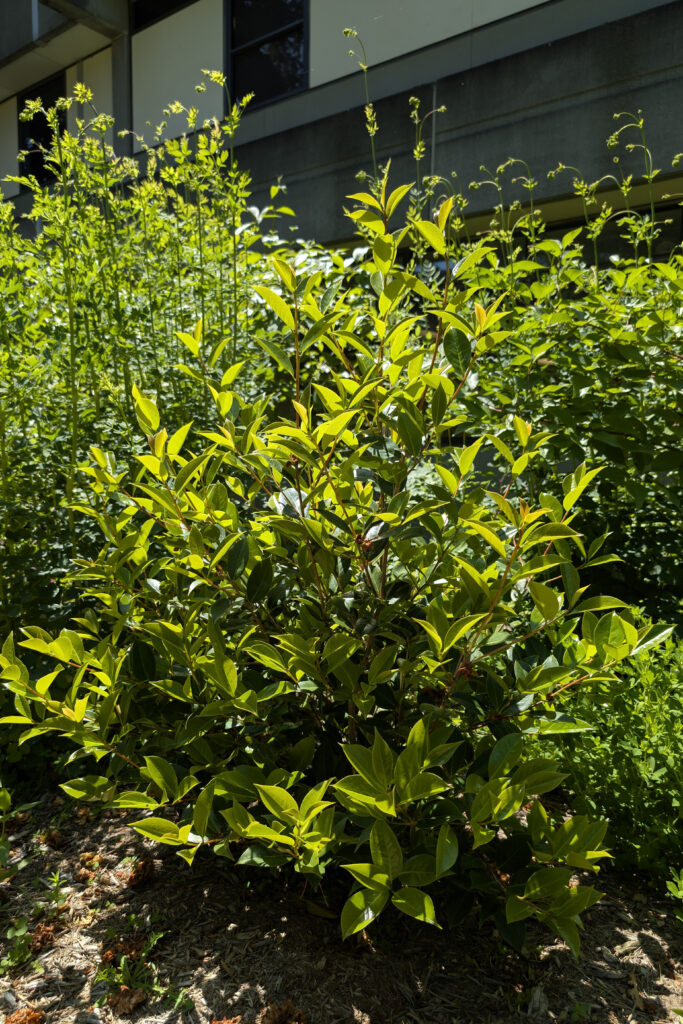 Small upright bush with waxy, bright green leaves, and a building in the background.