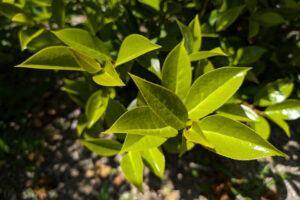 Bright green waxy leaves on a branch.
