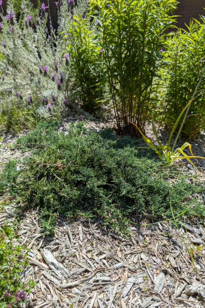 Ground cover evergreen with long spindly branches and tight needles. Ground is covered with mulch and surrounded with other plants. 