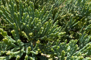 Deep green tight needs extent upwards with fresh growth at the ends.