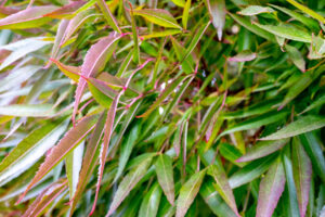 Tall narrow crown with thin pointy leaves that turn red in the fall.