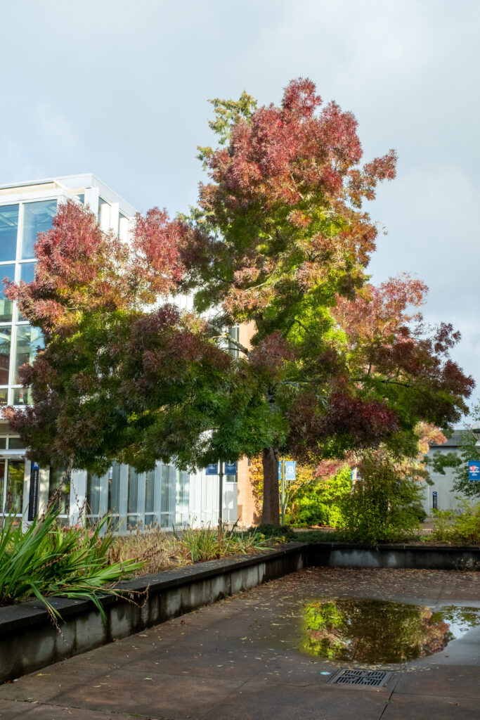 Tall narrow crown with thin pointy leaves that turn red in the fall. Featured in the R Courtyard with reddish leaves on the outside and bright green towards the inside.
