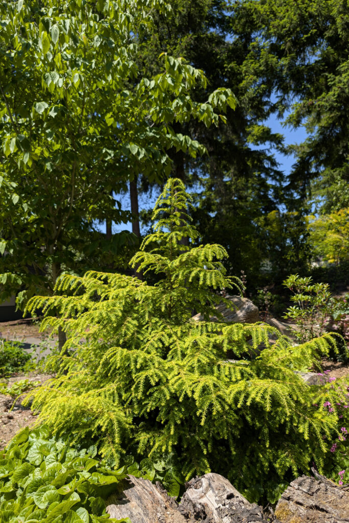 A small, dense and mounded evergreen with soft needle-like foliage, featuring low spreading branches, planted in mulch.
