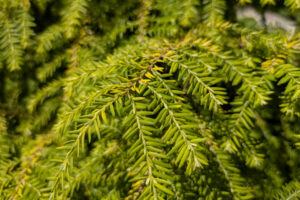 A branch with bright green needle-like leaves.