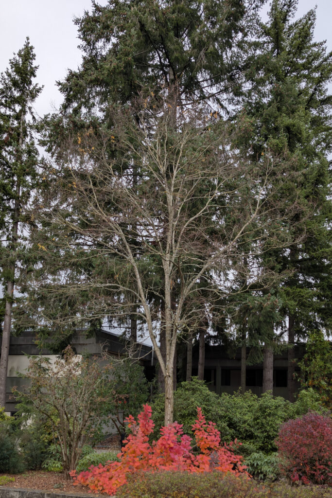 A tall leafless, upright tree with towering evergreen trees in the background.
