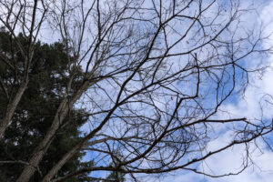 Bare tree branches against a blue sky.