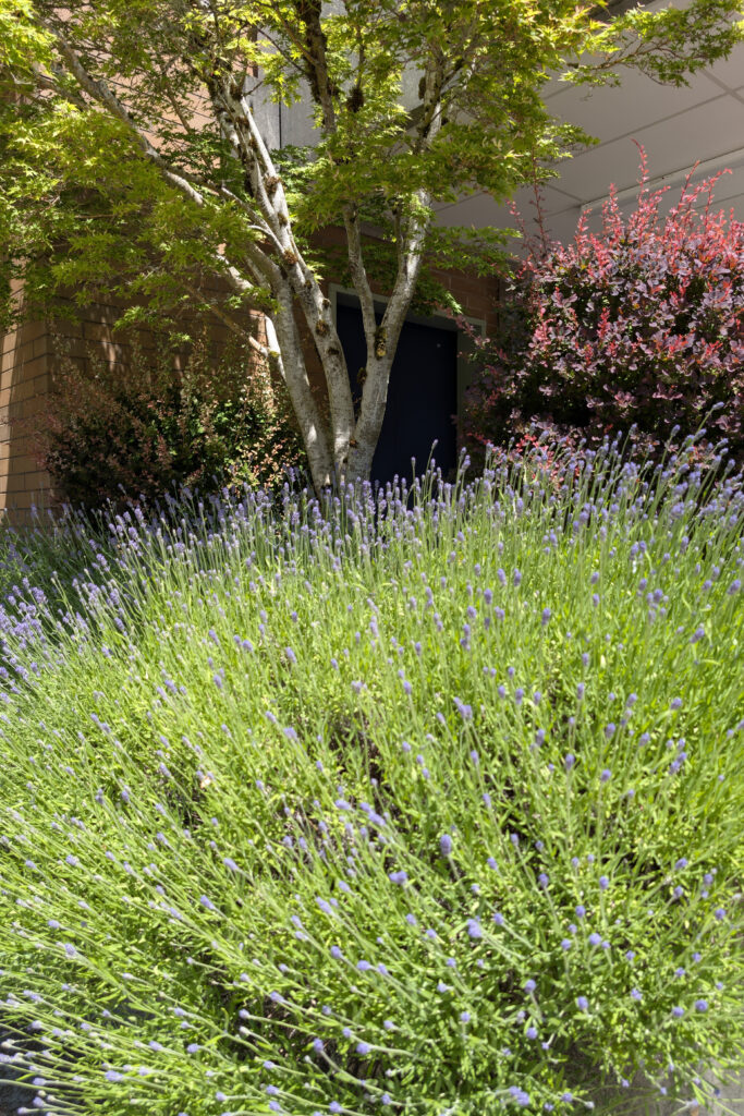 Light purple flowers with light green leaves with trees in the background.