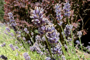 Light purple flowers with light green leaves.