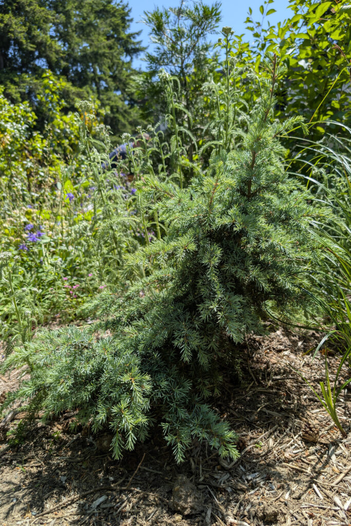 A small, slanted, dense evergreen with soft needle-like foliage, featuring short, radiating branches and a compact conical shape.