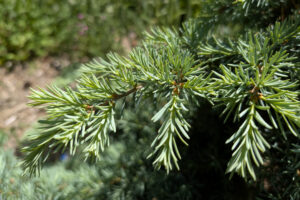 A branch with dense, green needle-like foliage