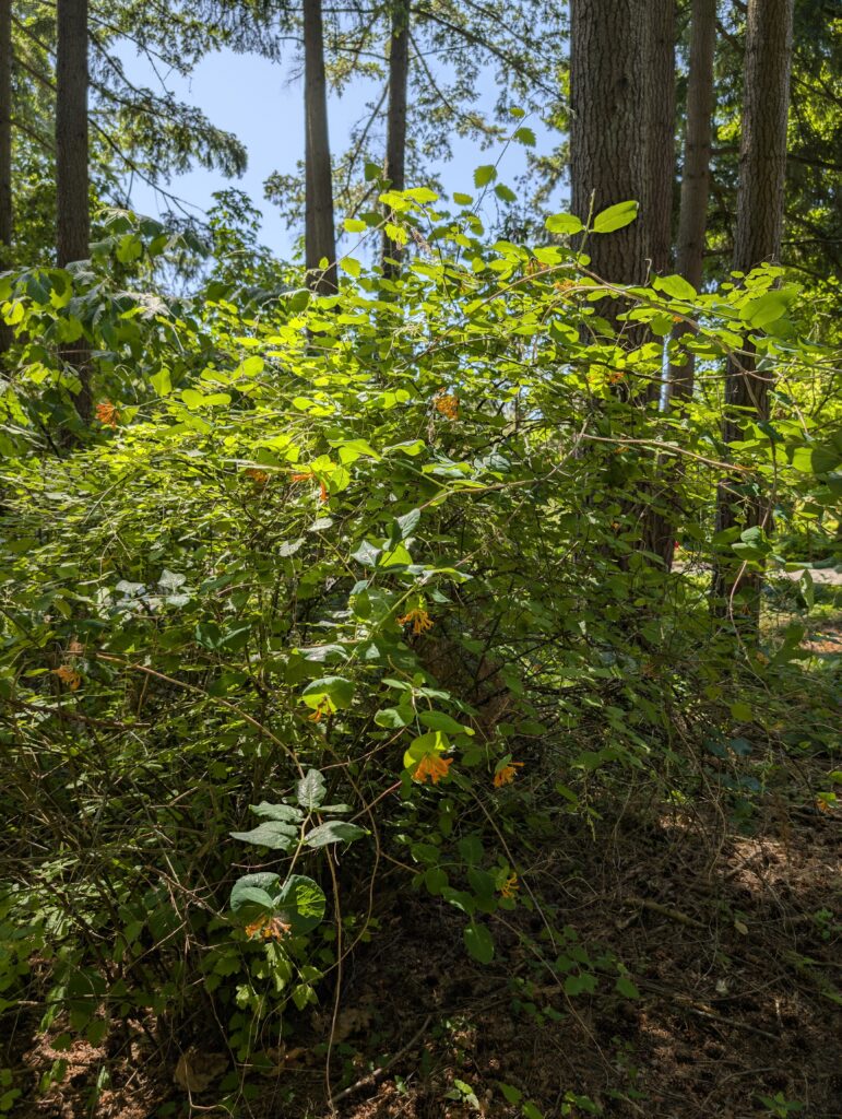 A sprawling vine-like shrub with bright green oval leaves and clusters of orange-red tubular flowers in a shaded woodland setting with tall, mature evergreen trees in the background.