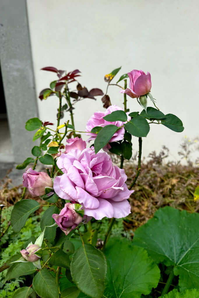 A cluster of vibrant, multi-petaled lavender-pink blossoms in various stages of bloom, with serrated deep green leaves and thorny stems.