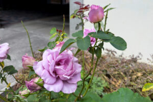 A cluster of vibrant, multi-petaled lavender-pink blossoms in various stages of bloom, with serrated deep green leaves and thorny stems.