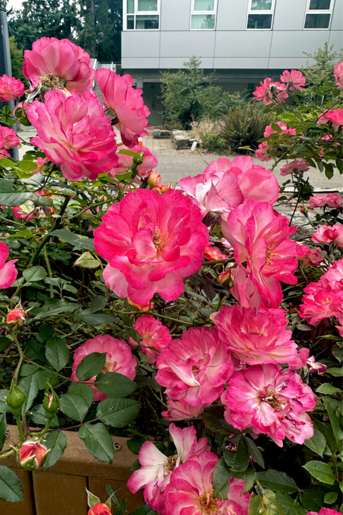 A cluster of vibrant, multi-petaled coral-pink blossoms in various stages of bloom, with serrated deep green leaves and thorny stems.