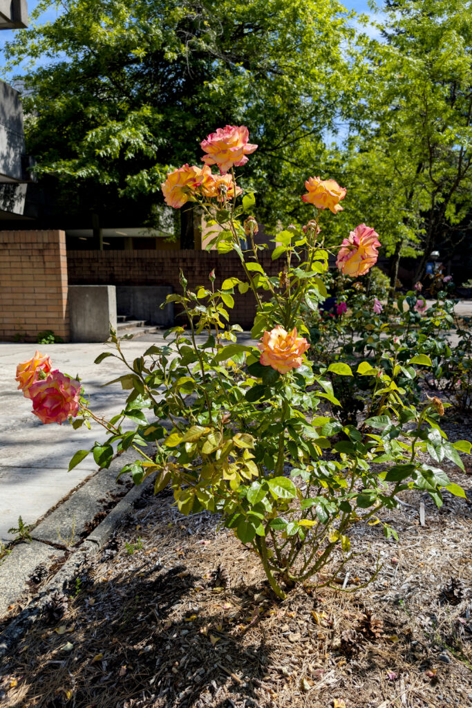 An upright, bushy shrub with bright green leaves and peach colored flower blossoms with dark pink along the edges.