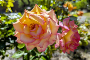 Bright green leaves and peach colored flower blossoms with dark pink along the edges.