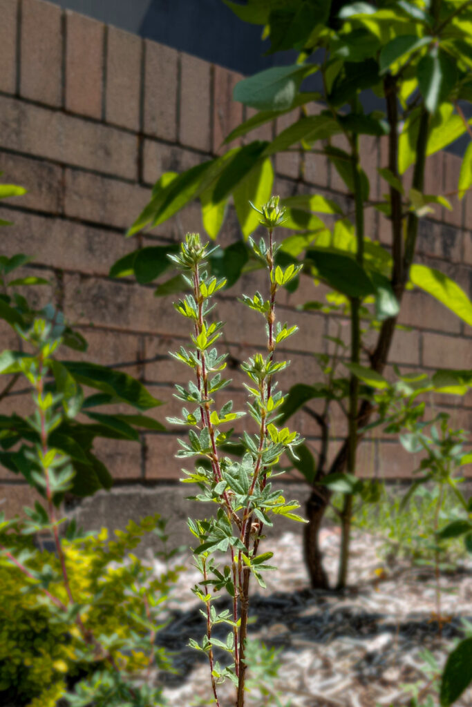 A small, fine textured, dense and twiggy mound with bright buttercup blossoms, planted in woodchips amongst other structural plants in front of a brick wall
