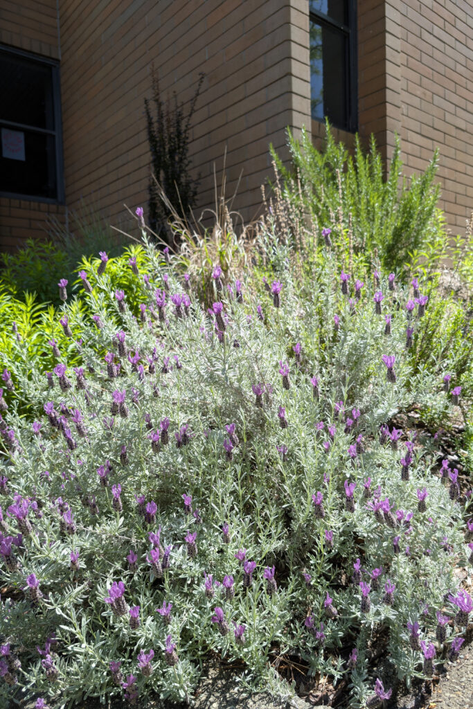 Silvery branches with small purple flowers at the ends surrounded by other bushes at the corner of a brick building.