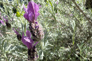 Silvery branches with small purple flowers at the ends surrounded by other bushes at the corner of a brick building.