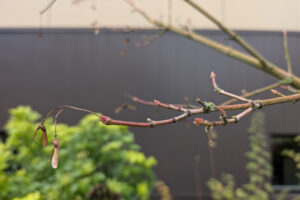 Bright red twigs on a background of shrubs and a building wall