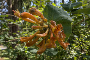 Dark green oval leaves and clusters of orange-red tubular flowers.