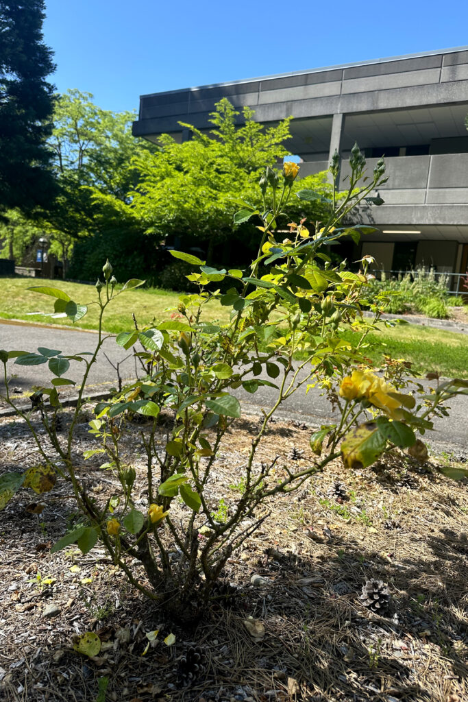A cluster of multi-petaled yellow blossoms in various stages of bloom, with serrated deep green leaves and thorny stems.