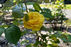 Up close of a multi-petaled yellow blossoms in various stages of bloom, with serrated deep green leaves and thorny stems.