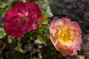 A pink and red multi-petaled blossoms with serrated deep green leaves and thorny stems.