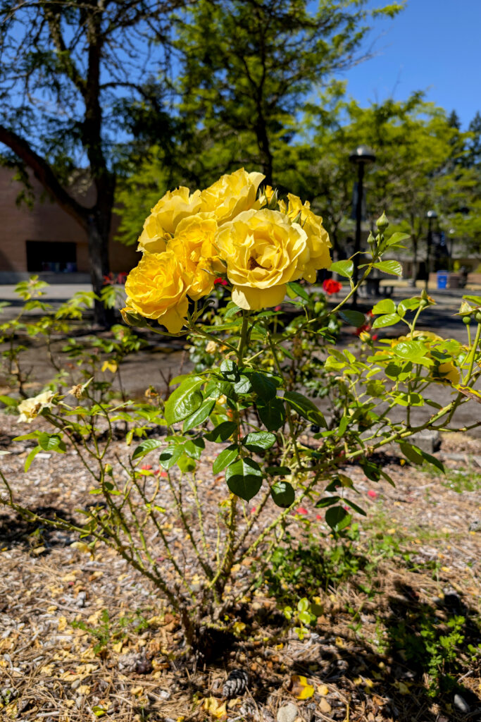 A cluster of yellow multi-petaled blossoms on a shrub with deep green serrated leaves. 