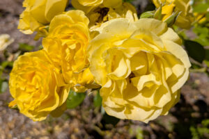 A cluster of yellow multi-petaled blossoms