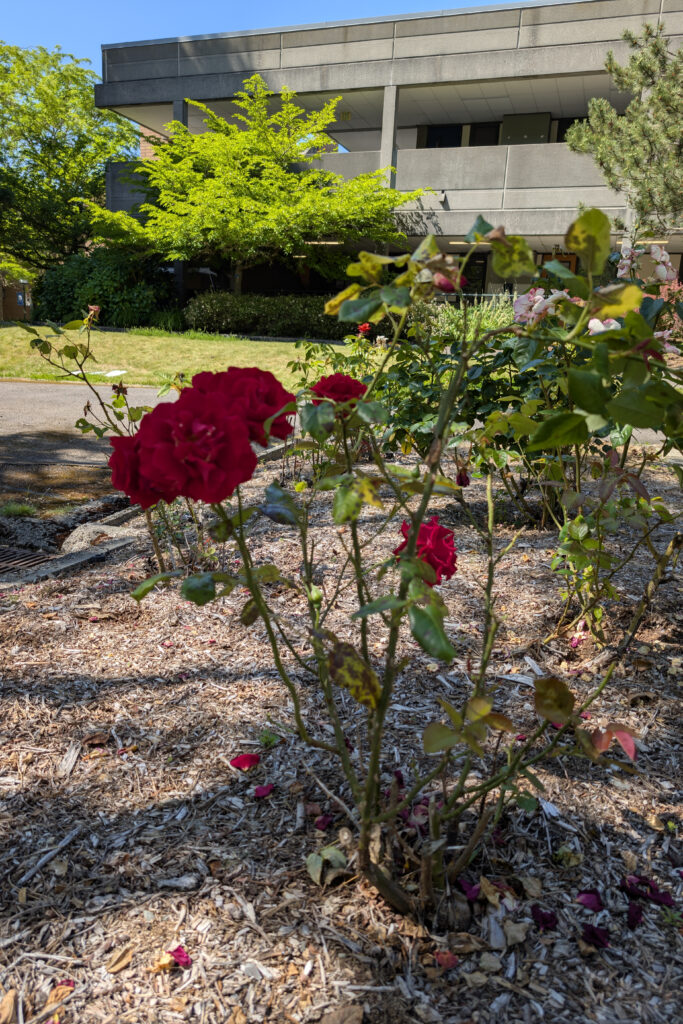 A shrub with green serrated leaves and multiple crimson colored blossoms.