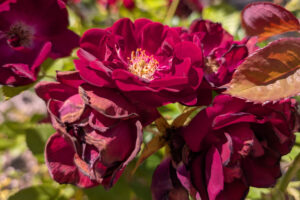 Multiple crimson-colored blossoms.