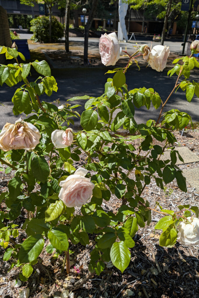 An upright shrub with large light pink blossoms, planted in mulch.