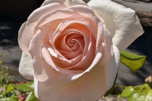 One multi-petaled light pink flower blossom.