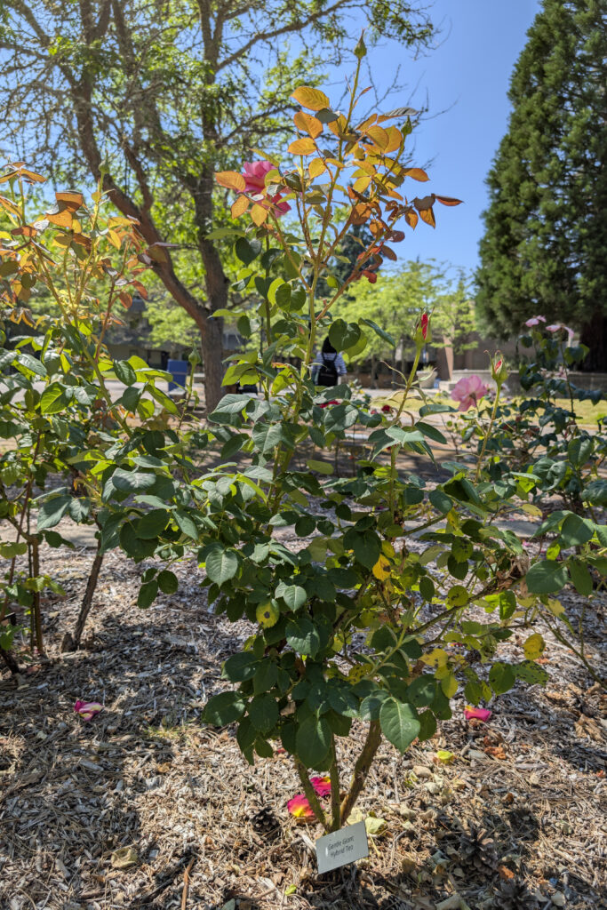 A leafy shrub with multiple pink blossoms and serrated green leaves with thorns.