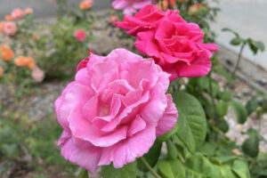 A light pink and dark pink multi-petaled rose blossoms next to each other.