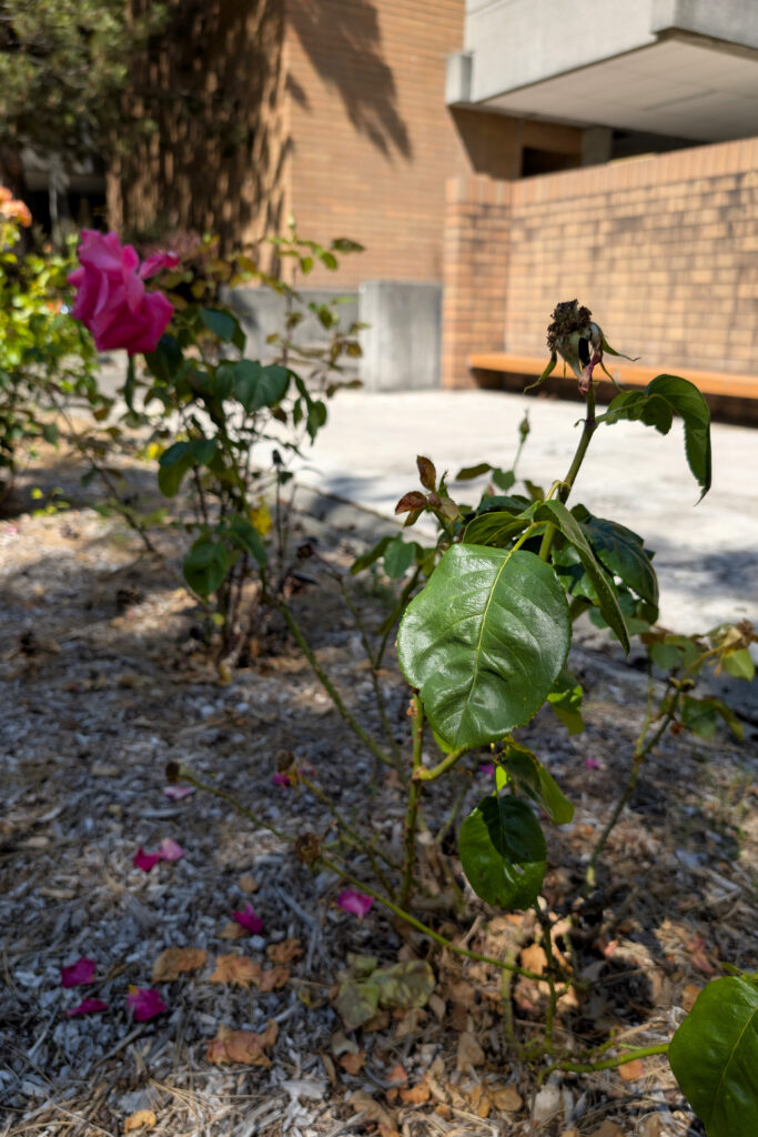 A shrub with green serrated leaves and pink multi-petaled blossoms with a brick building in the background.