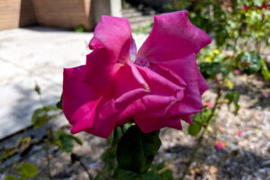 Close up of a hot pink multi-petaled rose blossom.