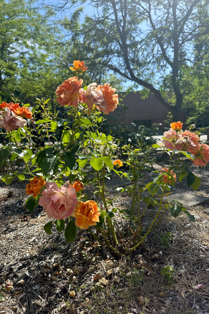 A bushy shrub with green serrated leaves and multi-petaled orange blossoms, planted in mulch.