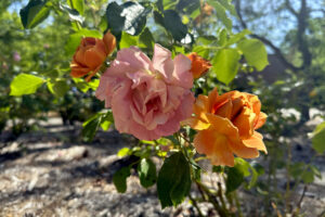 A close up of multi-petaled orange blossoms, planted in mulch.