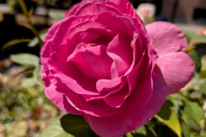 An up-close photo of a pink flower blossom.