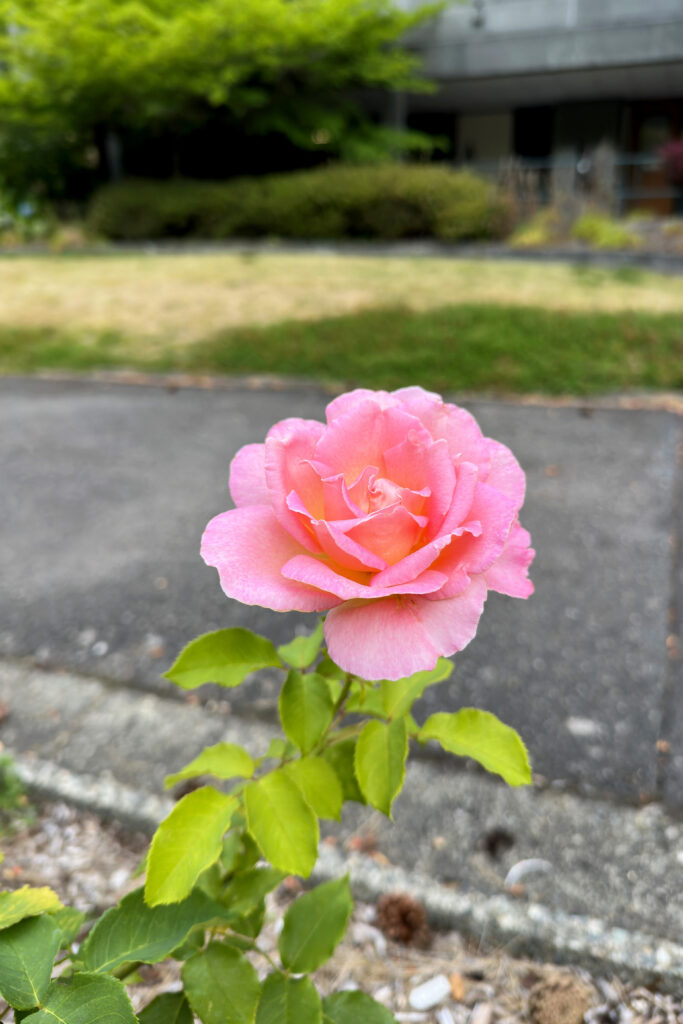A single pink rose blossom with bright green leaves on the stem.
